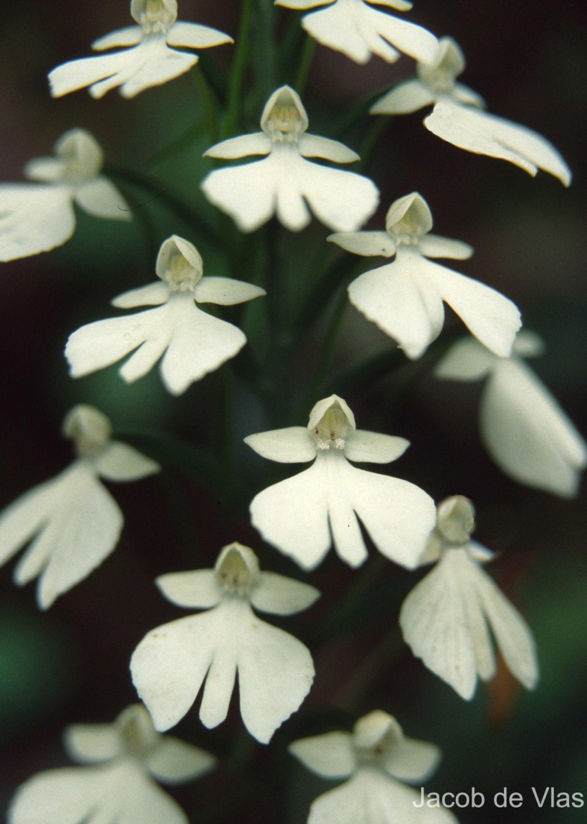 Habenaria plantaginea Lindl.